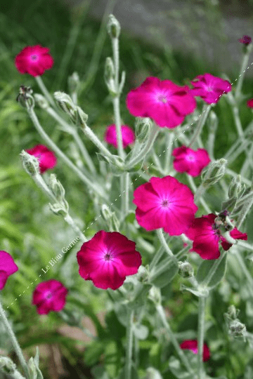 Des images de diff�rentes plantes